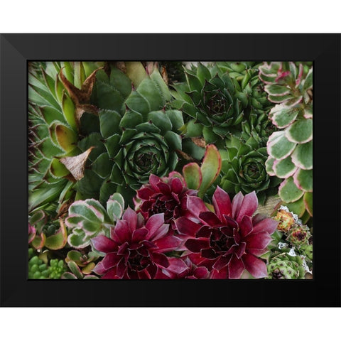 Succulent Garden Black Modern Wood Framed Art Print by Lavoie, Tina