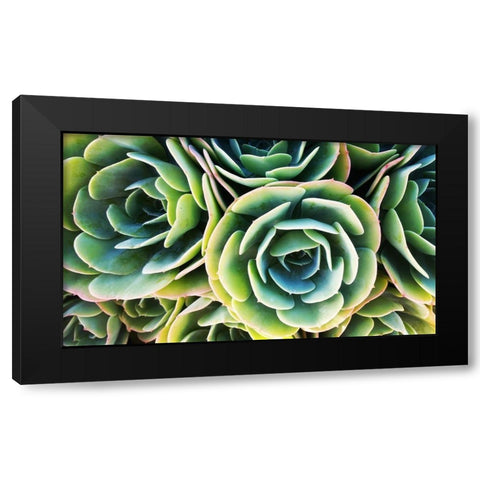 Succulent Rose Black Modern Wood Framed Art Print with Double Matting by Lavoie, Tina