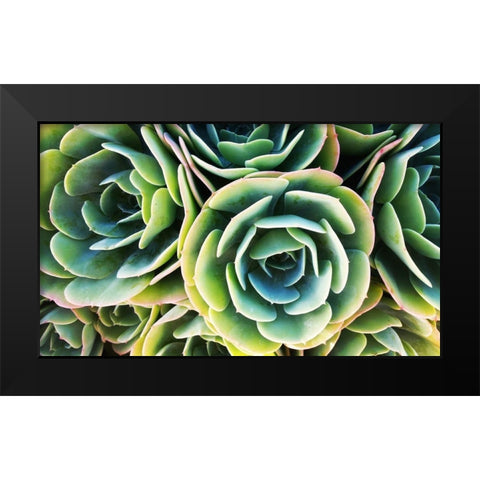 Succulent Rose Black Modern Wood Framed Art Print by Lavoie, Tina