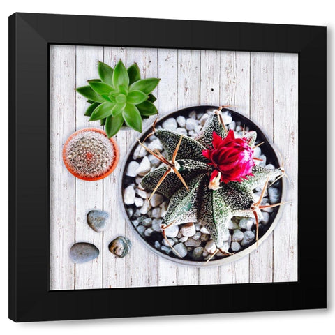 Two Succulents and A Cactus Black Modern Wood Framed Art Print with Double Matting by Lavoie, Tina