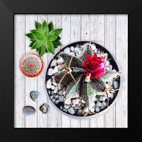 Two Succulents and A Cactus Black Modern Wood Framed Art Print by Lavoie, Tina