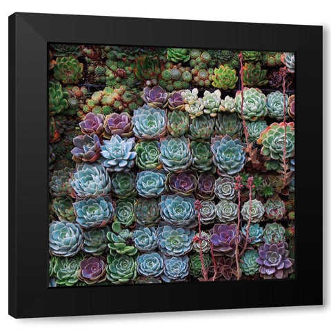 A Gathering Of Succulents 2 Black Modern Wood Framed Art Print by Lavoie, Tina