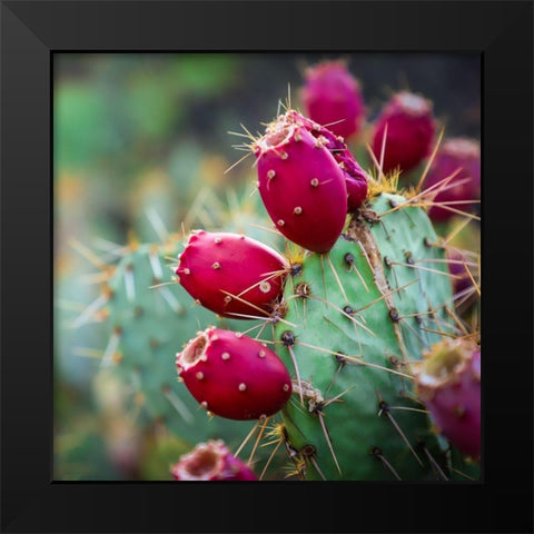 Prickly Pear Cactus Black Modern Wood Framed Art Print by Lavoie, Tina