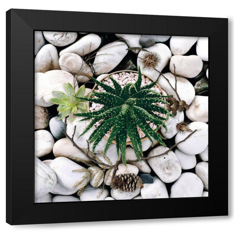 Succulent Summer Black Modern Wood Framed Art Print with Double Matting by Lavoie, Tina