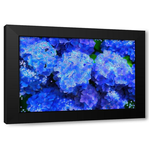 Crystal Blue Hydrangeas Black Modern Wood Framed Art Print by Lavoie, Tina