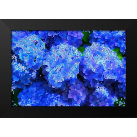 Crystal Blue Hydrangeas Black Modern Wood Framed Art Print by Lavoie, Tina