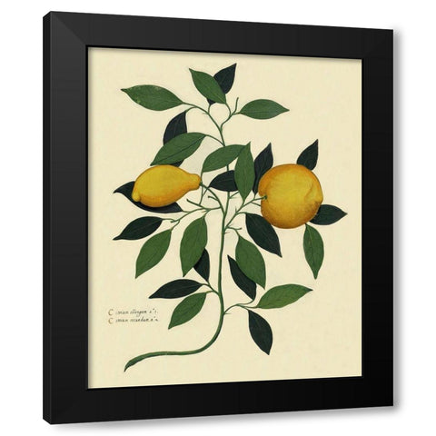 Italian Botanical Lemon Illustration 1650 Black Modern Wood Framed Art Print with Double Matting by Lavoie, Tina