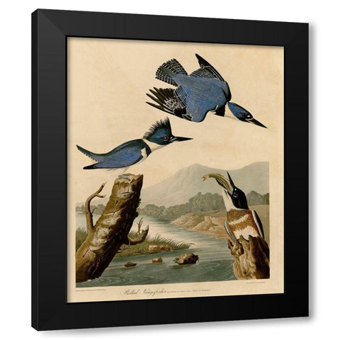 Belted Kingfisher Black Modern Wood Framed Art Print with Double Matting by Vintage Apple Collection