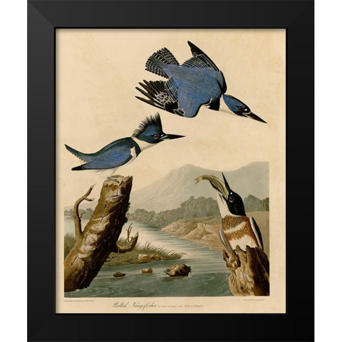 Belted Kingfisher Black Modern Wood Framed Art Print by Vintage Apple Collection