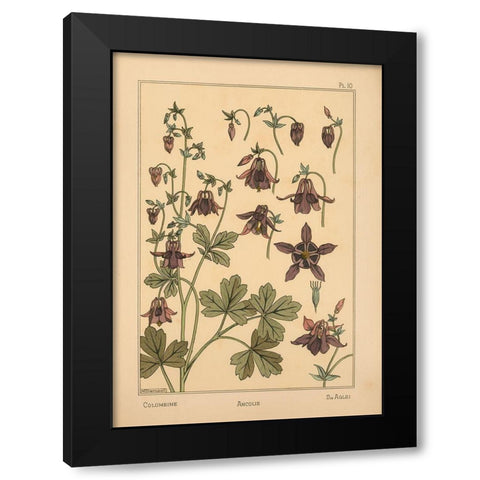 Plate 10 - Columbine Black Modern Wood Framed Art Print with Double Matting by Vintage Apple Collection