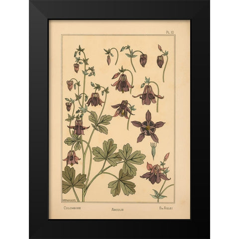 Plate 10 - Columbine Black Modern Wood Framed Art Print by Vintage Apple Collection