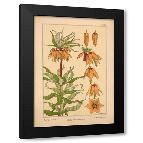 Plate 16 - Crown Imperial Black Modern Wood Framed Art Print by Vintage Apple Collection