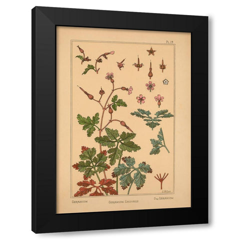Plate 19 - Geranium Black Modern Wood Framed Art Print with Double Matting by Vintage Apple Collection