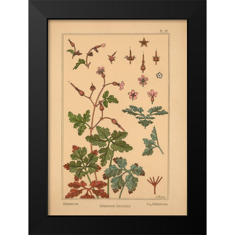 Plate 19 - Geranium Black Modern Wood Framed Art Print by Vintage Apple Collection