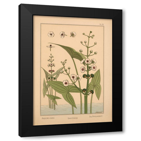 Plate 25 - Arrow-Head Black Modern Wood Framed Art Print with Double Matting by Vintage Apple Collection