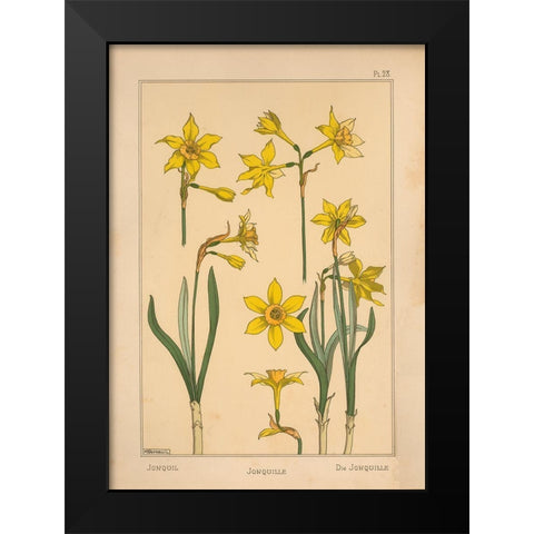 Plate 28 - Jonquil Black Modern Wood Framed Art Print by Vintage Apple Collection