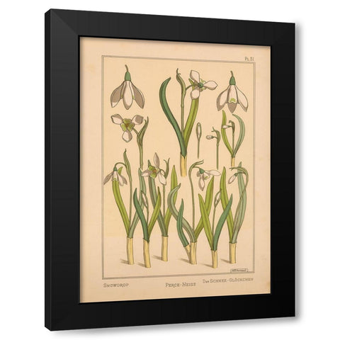 Plate 31 - Snowdrop Black Modern Wood Framed Art Print with Double Matting by Vintage Apple Collection