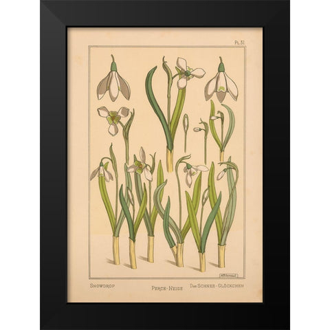 Plate 31 - Snowdrop Black Modern Wood Framed Art Print by Vintage Apple Collection