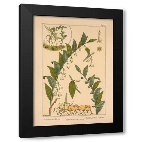 Plate 34 - Solomons Seal Black Modern Wood Framed Art Print with Double Matting by Vintage Apple Collection