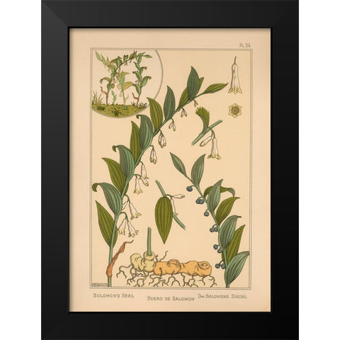 Plate 34 - Solomons Seal Black Modern Wood Framed Art Print by Vintage Apple Collection