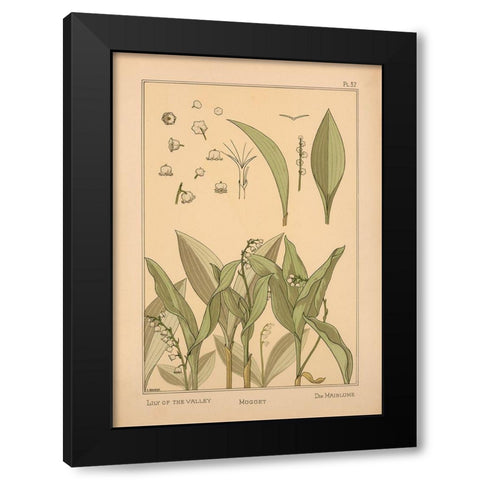Plate 37 - Lily of the Valley Black Modern Wood Framed Art Print with Double Matting by Vintage Apple Collection