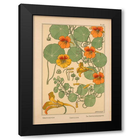 Plate 40 - Nasturtium Black Modern Wood Framed Art Print by Vintage Apple Collection