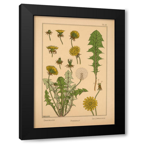 Plate 43 - Dandelion Black Modern Wood Framed Art Print by Vintage Apple Collection