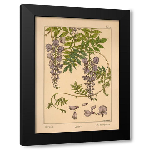 Plate 46 - Glycine Black Modern Wood Framed Art Print by Vintage Apple Collection