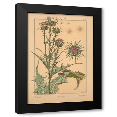 Plate 58 - Thistle Black Modern Wood Framed Art Print with Double Matting by Vintage Apple Collection