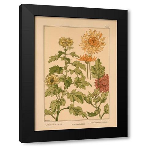 Plate 70 - Chrysanthemum Black Modern Wood Framed Art Print by Vintage Apple Collection