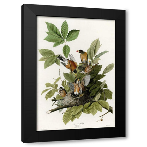 American Robin Black Modern Wood Framed Art Print with Double Matting by Vintage Apple Collection