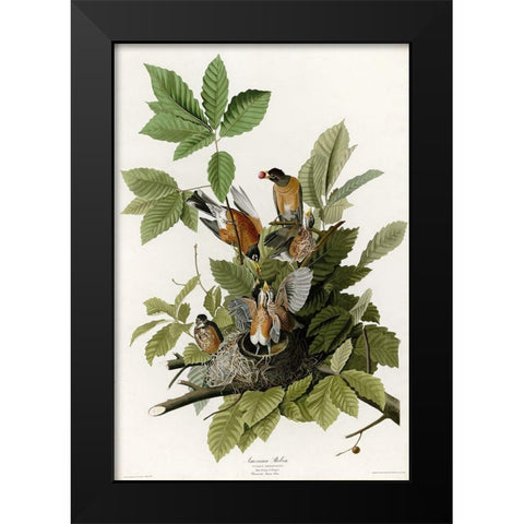 American Robin Black Modern Wood Framed Art Print by Vintage Apple Collection