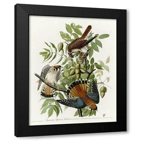 American Sparrow Hawk Black Modern Wood Framed Art Print with Double Matting by Vintage Apple Collection