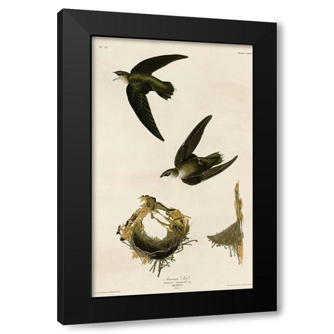 American Swift Black Modern Wood Framed Art Print by Vintage Apple Collection