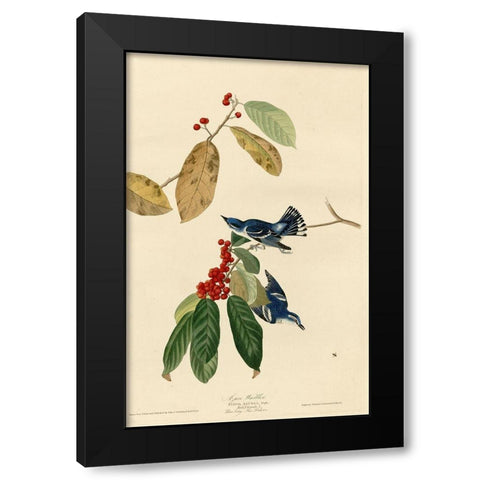 Azure Warbler Black Modern Wood Framed Art Print by Vintage Apple Collection