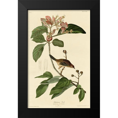Bachmans Finch Black Modern Wood Framed Art Print by Vintage Apple Collection