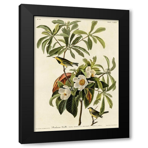 Bachmans Warbler Black Modern Wood Framed Art Print with Double Matting by Vintage Apple Collection