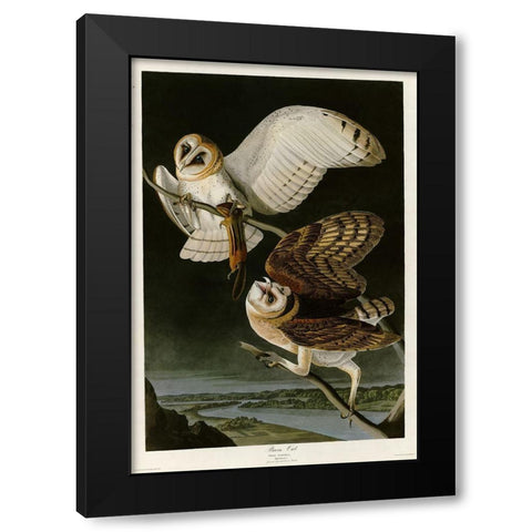 Barn Owl Black Modern Wood Framed Art Print with Double Matting by Vintage Apple Collection