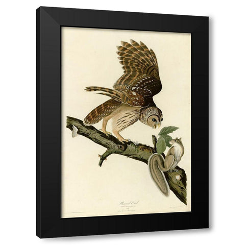 Barred Owl Black Modern Wood Framed Art Print with Double Matting by Vintage Apple Collection