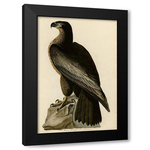 Birdofwashington Black Modern Wood Framed Art Print by Vintage Apple Collection
