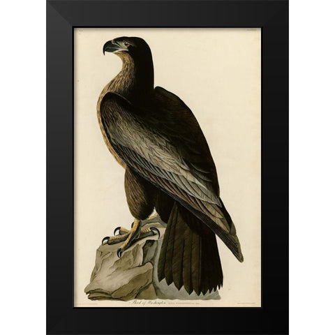 Birdofwashington Black Modern Wood Framed Art Print by Vintage Apple Collection