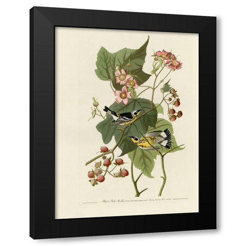 Black And Yellow Warblers Black Modern Wood Framed Art Print with Double Matting by Vintage Apple Collection