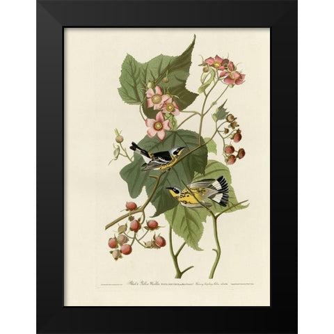 Black And Yellow Warblers Black Modern Wood Framed Art Print by Vintage Apple Collection