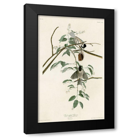 Black Capped Titmouse Black Modern Wood Framed Art Print by Vintage Apple Collection
