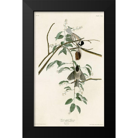 Black Capped Titmouse Black Modern Wood Framed Art Print by Vintage Apple Collection