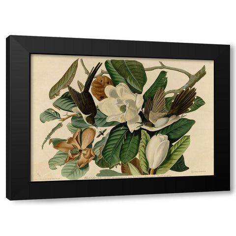 Blackbilled Cuckoo Black Modern Wood Framed Art Print by Vintage Apple Collection