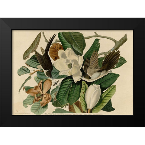 Blackbilled Cuckoo Black Modern Wood Framed Art Print by Vintage Apple Collection