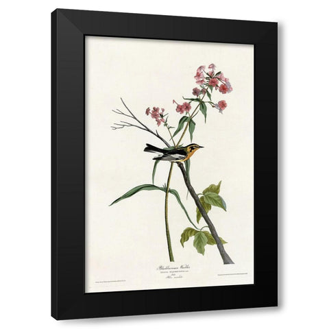 Blackburnian Warbler Black Modern Wood Framed Art Print by Vintage Apple Collection