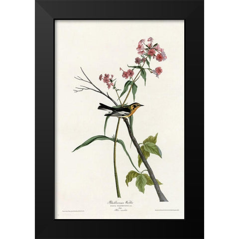 Blackburnian Warbler Black Modern Wood Framed Art Print by Vintage Apple Collection