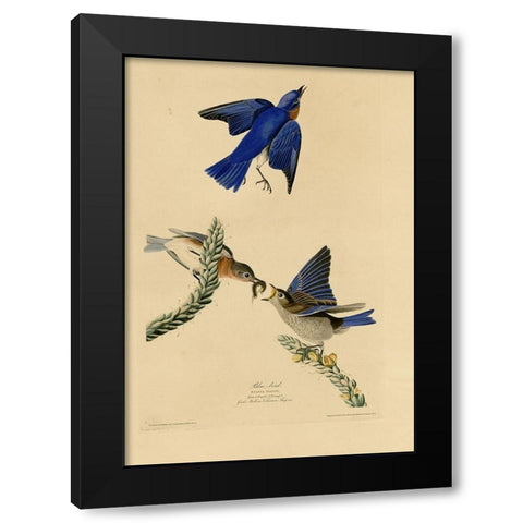 Bluebird Black Modern Wood Framed Art Print by Vintage Apple Collection